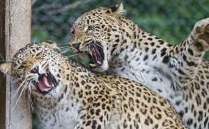 snarling jaguars, in a troubled relationship